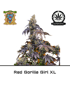 Product_Auto Red Gorilla Girl XL – Sweet Seeds_Cannadusa_Marketplace_Buy