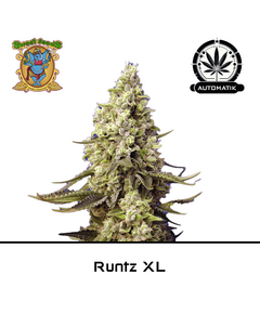 Produkt_Auto Runtz XL – Sweet Seeds__Cannadusa_Marktplatz_Kaufen