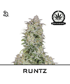 Product_RUNTZ_Cannadusa_Marketplace_Buy