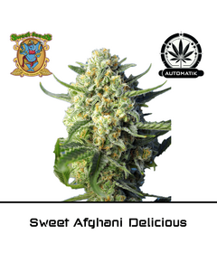 Produkt_Auto Sweet Afghani Delicious - Sweet Seeds__Cannadusa_Marktplatz_Kaufen