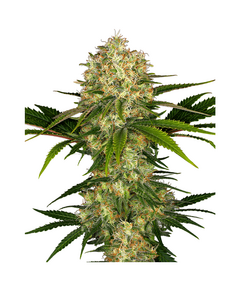 Produkt_Sensi Seeds Afghani #1__Cannadusa_Marktplatz_Kaufen