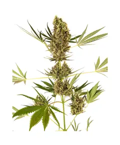 Produkt_Sensi Seeds Alpine Delight CBD Auto__Cannadusa_Marktplatz_Kaufen
