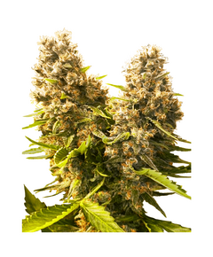 Produkt_Sensi Seeds Banana Kush Cake Auto__Cannadusa_Marktplatz_Kaufen