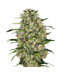 Produkt_Sensi Seeds Black Domina__Cannadusa_Marktplatz_Kaufen