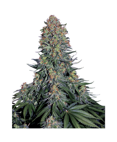 Produkt_Sensi Seeds Blue Skunk__Cannadusa_Marktplatz_Kaufen