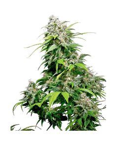 Produkt_Sensi Seeds California Indica__Cannadusa_Marktplatz_Kaufen