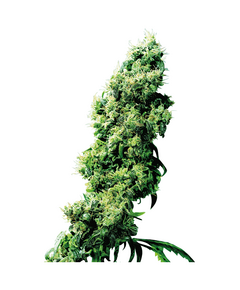 Product_Sensi Seeds Four Way regulär_Cannadusa_Marketplace_Buy