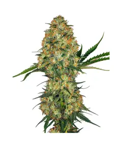 Produkt_Sensi Seeds Hindu Kush__Cannadusa_Marktplatz_Kaufen