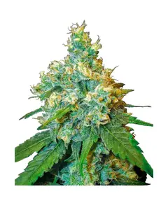 Produkt_Sensi Seeds Jack Herer__Cannadusa_Marktplatz_Kaufen