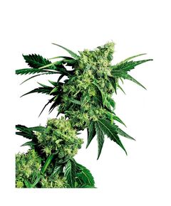 Product_Sensi Seeds Mr. Nice G13 X Hash Plant_Cannadusa_Marketplace_Buy