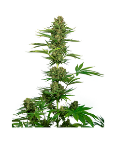 Produkt_Sensi Seeds Satin Black Domina CBD__Cannadusa_Marktplatz_Kaufen