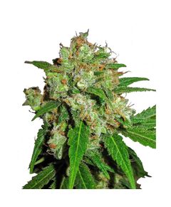 Produkt_Sensi Seeds Sensi Skunk__Cannadusa_Marktplatz_Kaufen