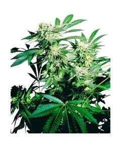 Produkt_Sensi Seeds Skunk Kush__Cannadusa_Marktplatz_Kaufen