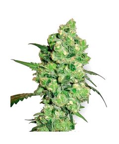 Produkt_Sensi Seeds Super Skunk__Cannadusa_Marktplatz_Kaufen