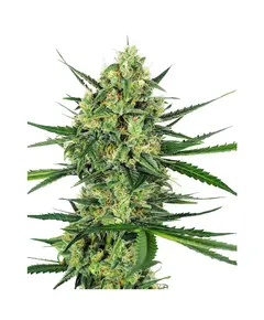Produkt_Sensi Seeds Tangerine Sugar__Cannadusa_Marktplatz_Kaufen