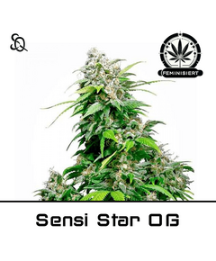 Product_Sensi Star OG_Cannadusa_Marketplace_Buy