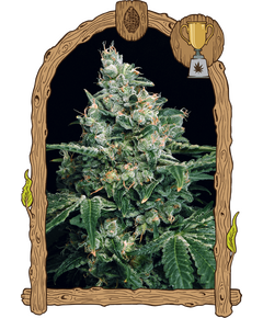Produkt_Exotic Seed Sir Jack__Cannadusa_Marktplatz_Kaufen