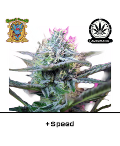 Produkt_'+Speed Auto – Sweet Seeds__Cannadusa_Marktplatz_Kaufen