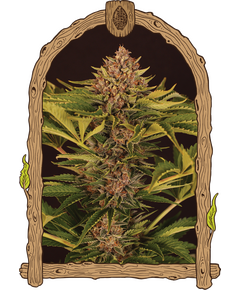 Produkt_Exotic Seed Strawberry Cola Auto__Cannadusa_Marktplatz_Kaufen