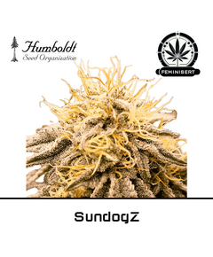 Produkt_SundogZ - Humboldt Seeds__Cannadusa_Marktplatz_Kaufen