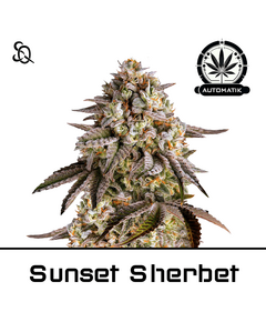 Product_Automatik Sunset Sherbet_Cannadusa_Marketplace_Buy