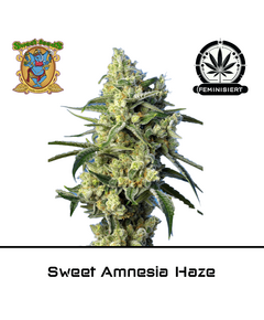 Produkt_Sweet Amnesia Haze – Sweet Seeds__Cannadusa_Marktplatz_Kaufen