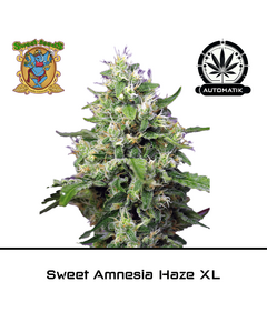 Product_Sweet Amnesia Haze XL Auto - Sweet Seeds_Cannadusa_Marketplace_Buy