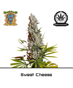 Product_Sweet Cheese – Sweet Seeds_Cannadusa_Marketplace_Buy