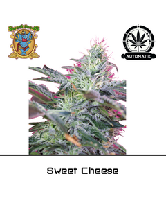 Product_Auto Sweet Cheese – Sweet Seeds_Cannadusa_Marketplace_Buy