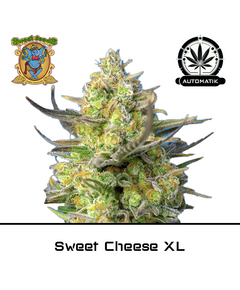 Produkt_Auto Sweet Cheese XL – Sweet Seeds__Cannadusa_Marktplatz_Kaufen