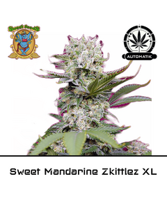 Produkt_Auto Sweet Mandarine Zkittlez XL - Sweet Seeds__Cannadusa_Marktplatz_Kaufen