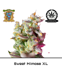 Product_Auto Sweet Mimosa XL – Sweet Seeds_Cannadusa_Marketplace_Buy