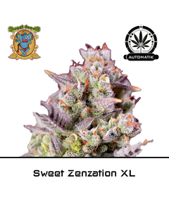 Product_Auto Sweet Zenzation XL - Sweet Seeds_Cannadusa_Marketplace_Buy