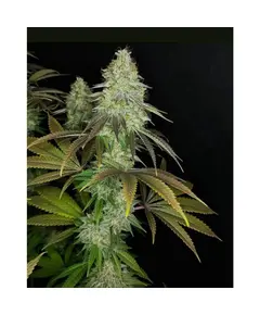 Product_The Cali Connection 818 Headband aka Sour OG_Cannadusa_Marketplace_Buy