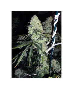 Product_The Cali Connection Deadhead OG_Cannadusa_Marketplace_Buy