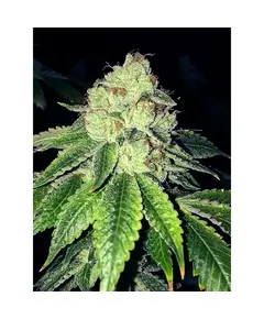 Product_The Cali Connection Lemon Tart_Cannadusa_Marketplace_Buy