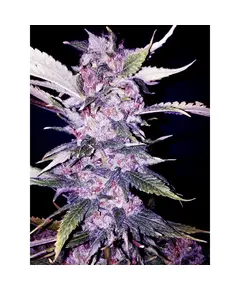 Product_The Cali Connection Purple Chem_Cannadusa_Marketplace_Buy