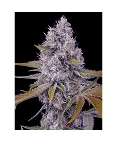 Product_The Cali Connection Tahoe OG Kush_Cannadusa_Marketplace_Buy