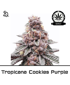 Produkt_Tropicanna Cookies Purple Early Version__Cannadusa_Marktplatz_Kaufen