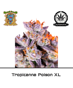 Produkt_Auto Tropicanna Poison XL – Sweet Seeds__Cannadusa_Marktplatz_Kaufen