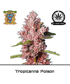 Produkt_Tropicanna Poison F1 Fast - Sweet Seeds__Cannadusa_Marktplatz_Kaufen