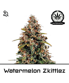 Product_Automatik Watermelon Zkittlez_Cannadusa_Marketplace_Buy