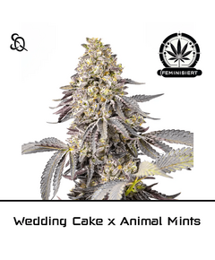 Product_Wedding Cake X Animal Mints_Cannadusa_Marketplace_Buy