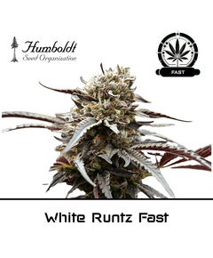 Product_White Runtz Fast Flowering - Humboldt Seeds_Cannadusa_Marketplace_Buy