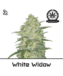 Product_Automatik White Widow_Cannadusa_Marketplace_Buy