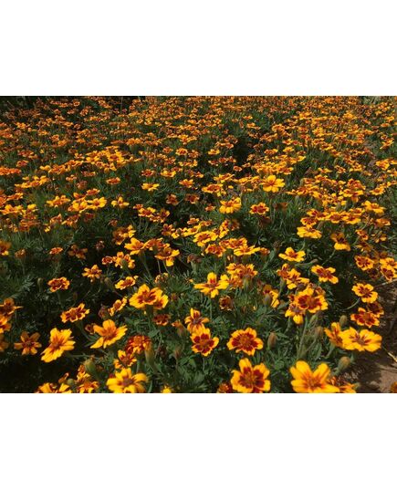 Produkt_Buntblühende Tagetes Kolibri__Cannadusa_Marktplatz_Kaufen