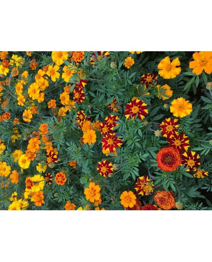 Produkt_Buntblühende Tagetes Nova__Cannadusa_Marktplatz_Kaufen