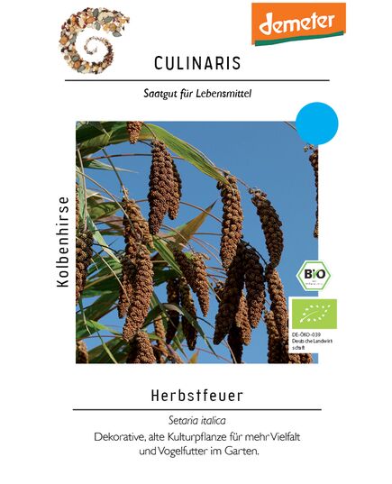 Produkt_Kolbenhirse Herbstfeuer__Cannadusa_Marktplatz_Kaufen