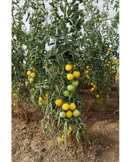 Product_Salattomate Weißer Pfirsich, 3 image_Cannadusa_Marketplace_Buy