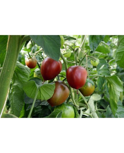 Product_Salattomate Paul Robson, 3 image_Cannadusa_Marketplace_Buy